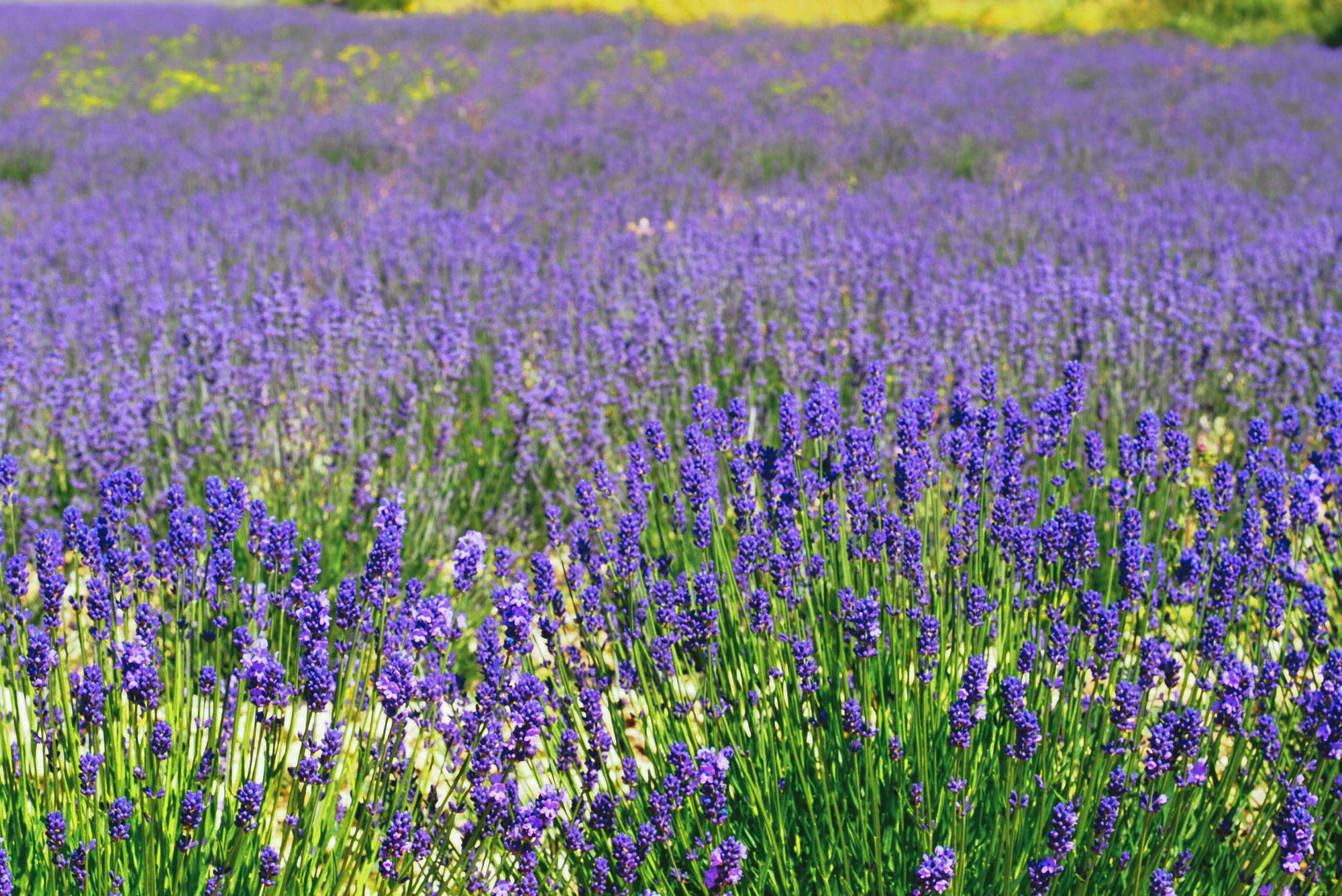 Lavendel