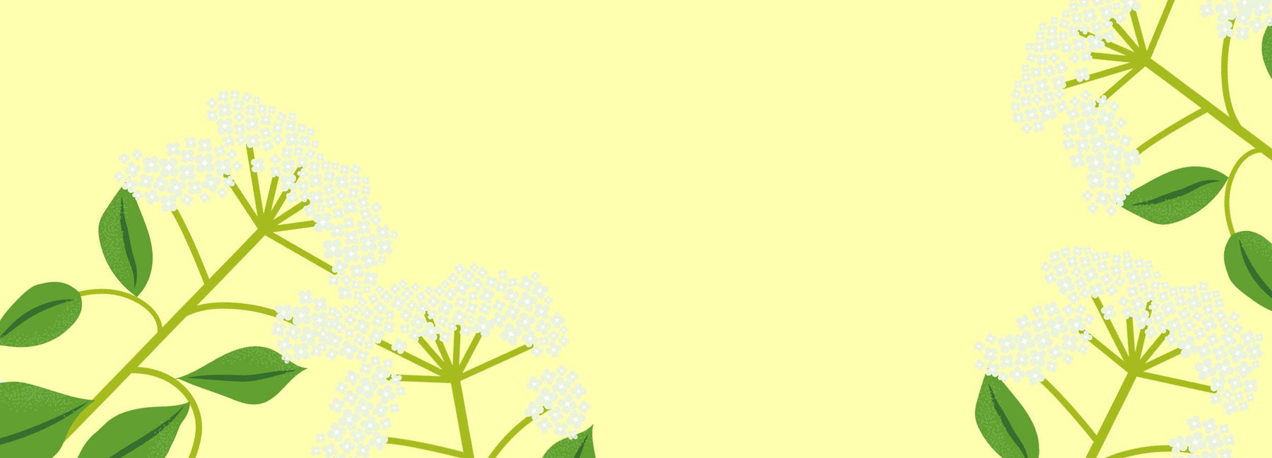 Holunderblüte