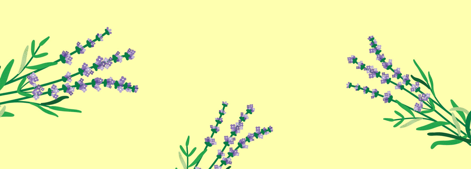Lavendel